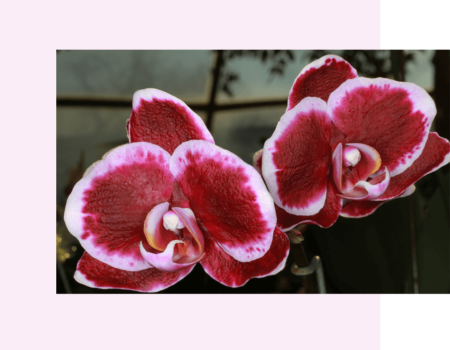 The Orchid Society