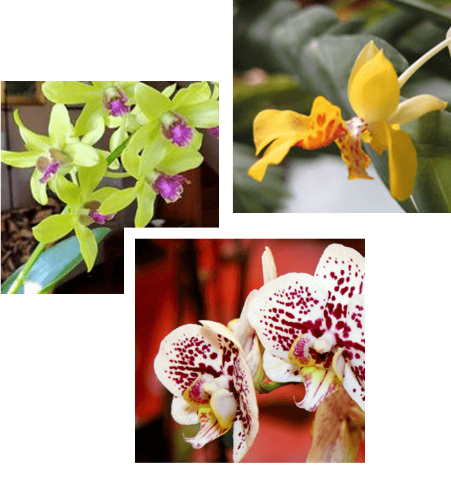 The Orchid Society
