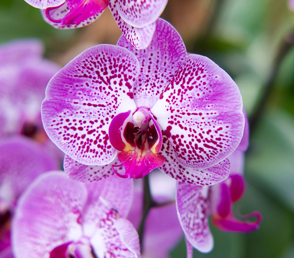 The Orchid Society